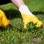How to Know It’s Time to Call for Weed Control